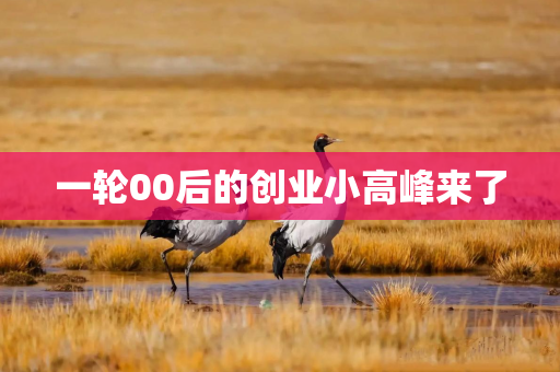 一轮00后的创业小高峰来了