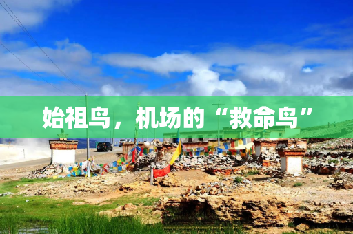 始祖鸟，机场的“救命鸟”