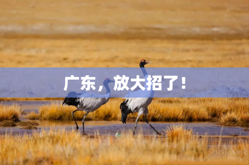 广东，放大招了！