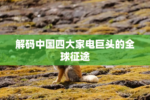 解码中国四大家电巨头的全球征途
