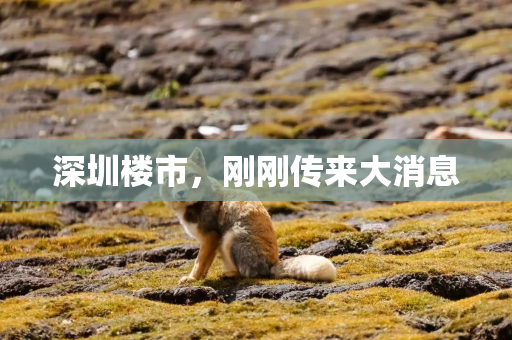 深圳楼市，刚刚传来大消息