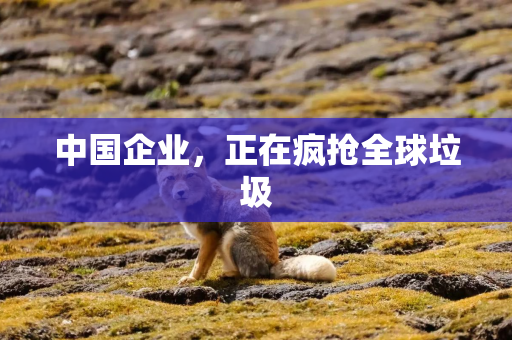 中国企业，正在疯抢全球垃圾