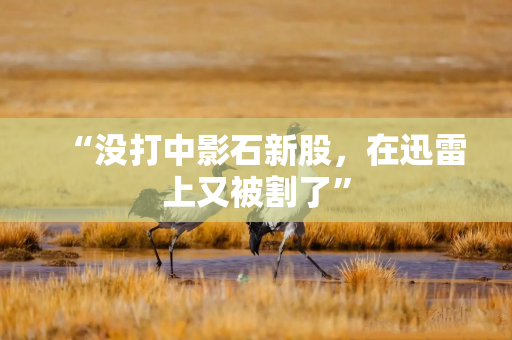 “没打中影石新股，在迅雷上又被割了”