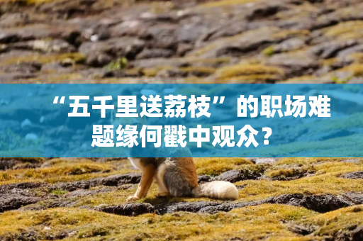 “五千里送荔枝”的职场难题缘何戳中观众？