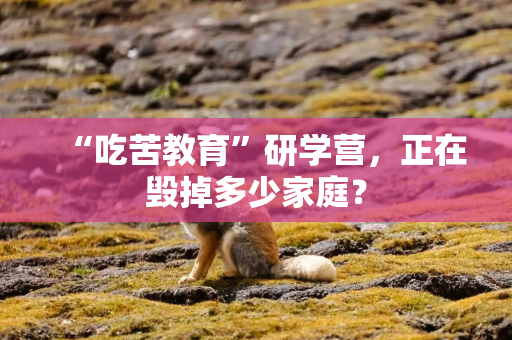 “吃苦教育”研学营，正在毁掉多少家庭？