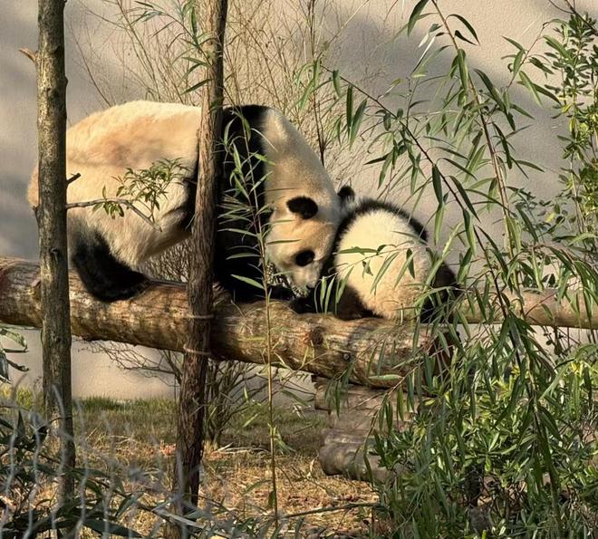 _出境导游_导游业务入境手续包括