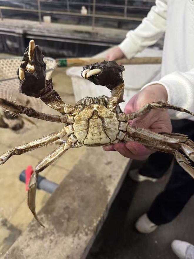 _蟹塘里的“桥梁”:江苏如东蟹农与台湾主播共绘两岸新经济图景_蟹塘里的“桥梁”:江苏如东蟹农与台湾主播共绘两岸新经济图景