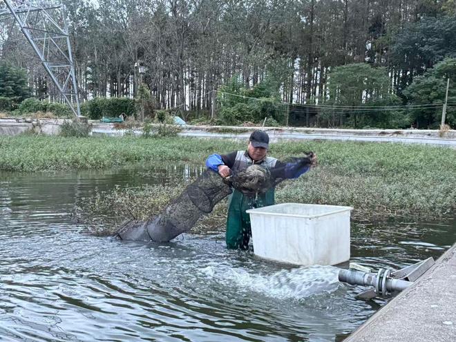 蟹塘里的“桥梁”:江苏如东蟹农与台湾主播共绘两岸新经济图景__蟹塘里的“桥梁”:江苏如东蟹农与台湾主播共绘两岸新经济图景
