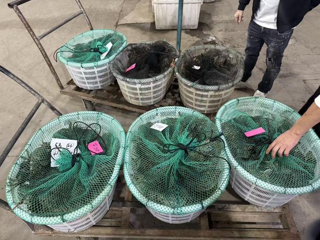 _蟹塘里的“桥梁”:江苏如东蟹农与台湾主播共绘两岸新经济图景_蟹塘里的“桥梁”:江苏如东蟹农与台湾主播共绘两岸新经济图景