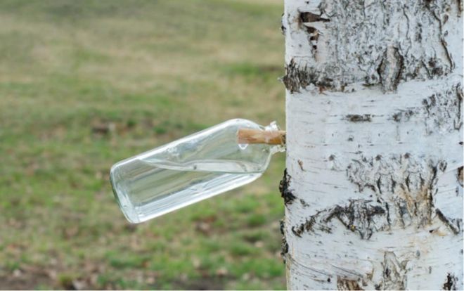 巨头们都在押注的白桦树汁是智商税吗？__巨头们都在押注的白桦树汁是智商税吗？