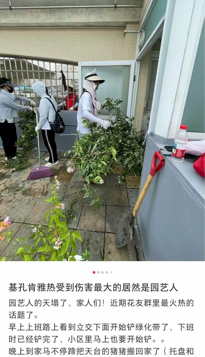 杀疯了！全民灭蚊总动员，大广东给我们上了一课__杀疯了！全民灭蚊总动员，大广东给我们上了一课