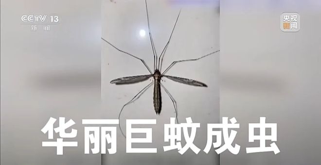 杀疯了！全民灭蚊总动员，大广东给我们上了一课_杀疯了！全民灭蚊总动员，大广东给我们上了一课_