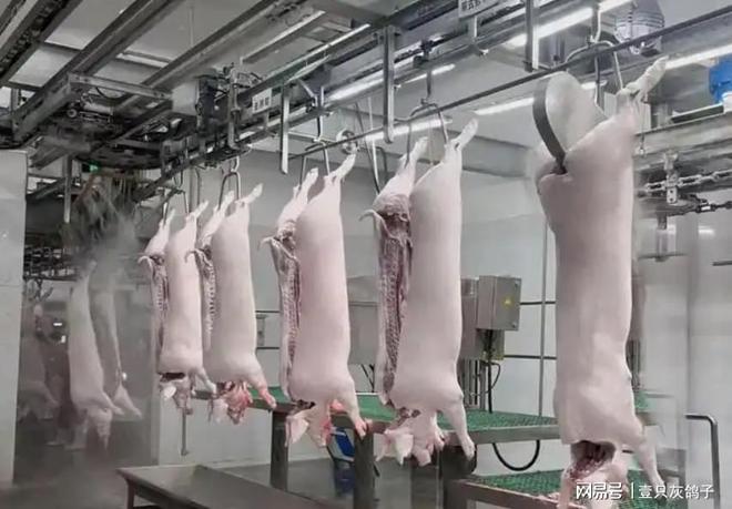 农村屠夫杀猪售卖可以吗__屠夫杀一头猪赚多少钱