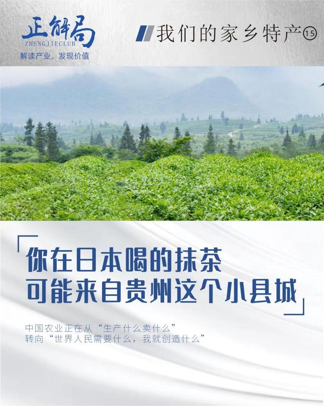 你在日本喝的抹茶，很可能来自贵州这个小县城