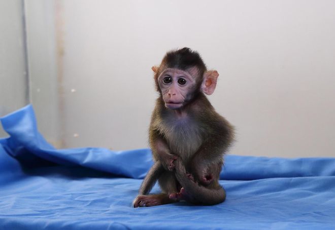 有价无猴！实验猴价格暴涨，有猴场明年的猴都被订光，繁殖率已跟不上｜调查