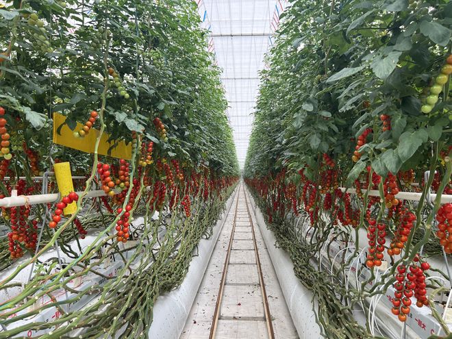 外企白领辞职去种菜，花20年成“亚洲生菜大王”_外企白领辞职去种菜，花20年成“亚洲生菜大王”_