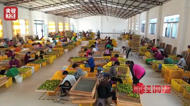 年份陈皮价格__陈皮产地区别