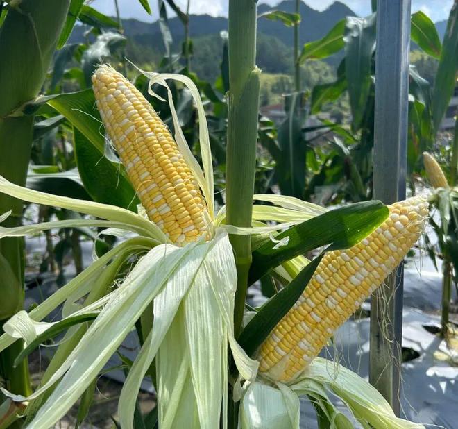 玉米种子不好怎么打官司__种玉米赔钱吗