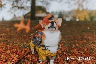 90后养宠物比例__近年来养宠物的数据