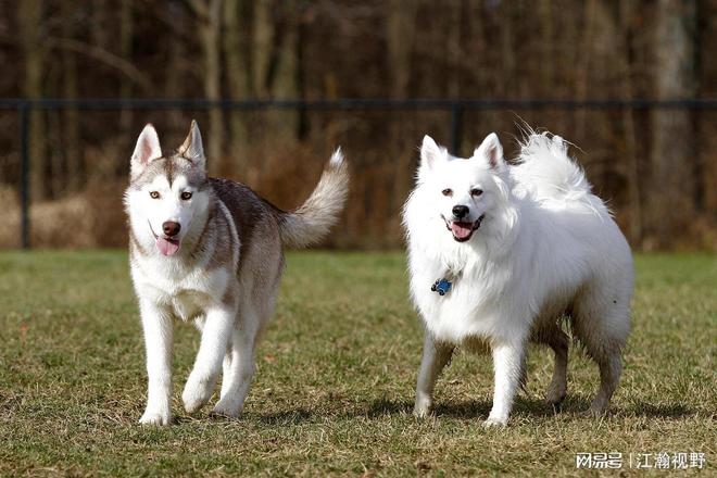 近年来养宠物的数据__90后养宠物比例