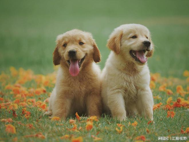 近年来养宠物的数据_90后养宠物比例_