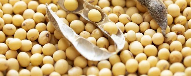 中国不买大豆美国慌了，为何中国大豆消费能力这么强？