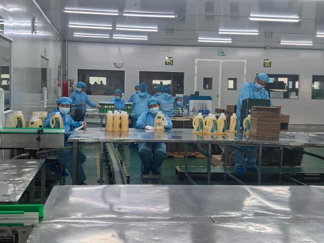 从餐桌走向梳妆台 一滴油流出广东韶关油茶产业新未来