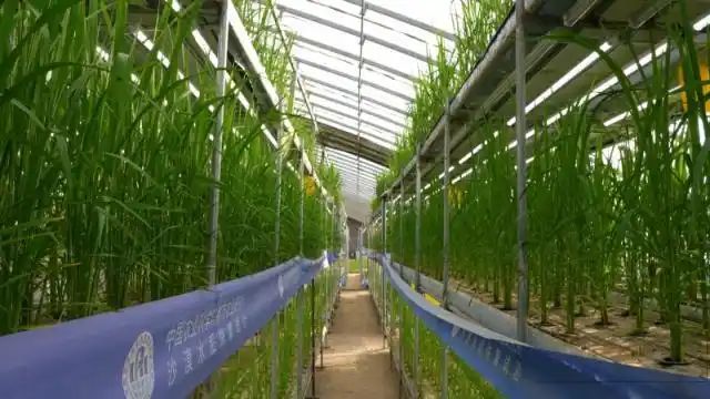 危险时背后出现龙虎等动画片__新疆新认命