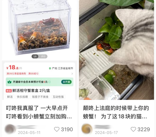 大闸蟹能在陆地上生活吗__大闸蟹陆地上能活多久