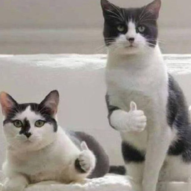 _小米股票暴涨_小米股价还会跌吗