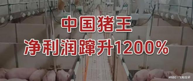 净利润蹿升1200%，中国猪王，财大气粗！_净利润蹿升1200%，中国猪王，财大气粗！_
