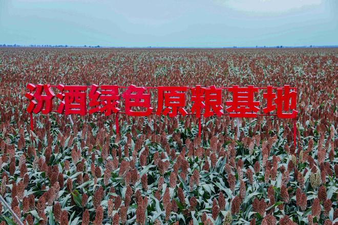 黑土生金，天赐粮源！北纬43°的汾酒“粮心”答卷_黑土生金，天赐粮源！北纬43°的汾酒“粮心”答卷_