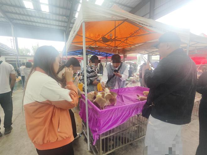 快递运宠物安全吗__快递宠物犯法吗