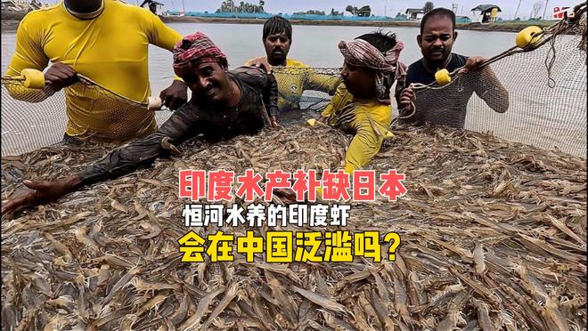 印度虾的优缺点_印度养虾_