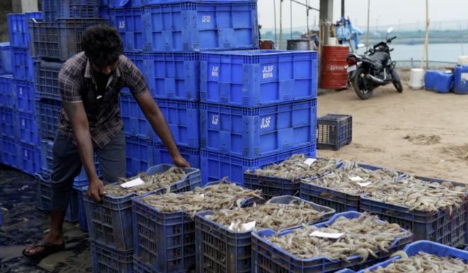 印度虾的优缺点_印度养虾_