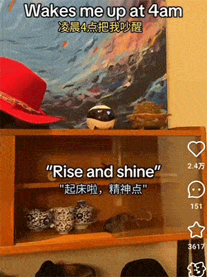 亲前男友前男友不躲_操控老鼠的生活_