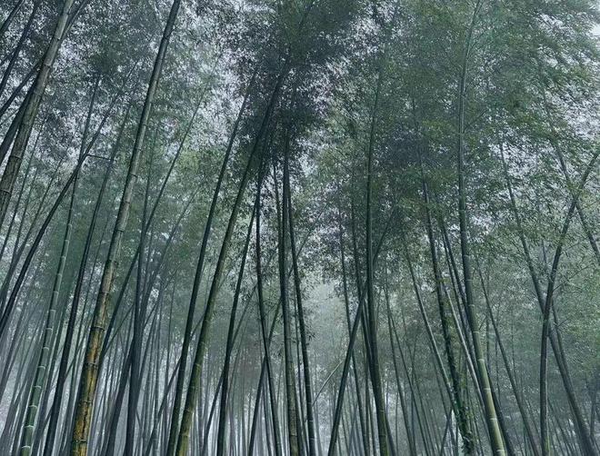 迄今未披露:贝斯美的重要子公司+疑似高管被检察院提起刑事附带民事诉讼_迄今未披露:贝斯美的重要子公司+疑似高管被检察院提起刑事附带民事诉讼_