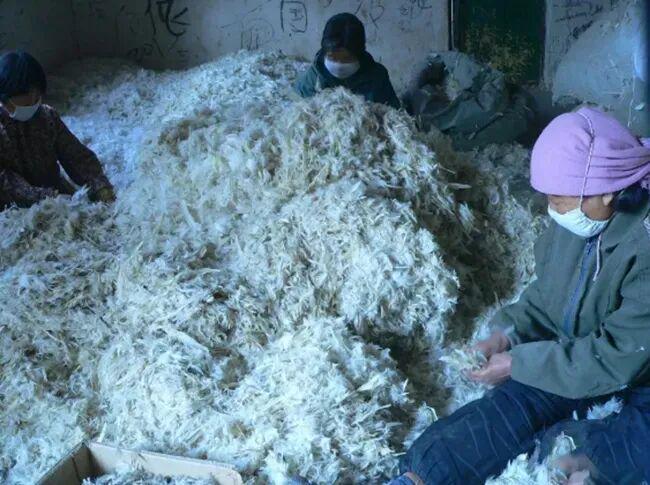 隐秘的羽绒帝国：河南小县，如何“捡”来了百亿生意？_隐秘的羽绒帝国：河南小县，如何“捡”来了百亿生意？_