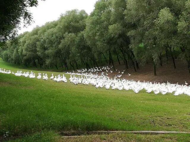 隐秘的羽绒帝国：河南小县，如何“捡”来了百亿生意？__隐秘的羽绒帝国：河南小县，如何“捡”来了百亿生意？