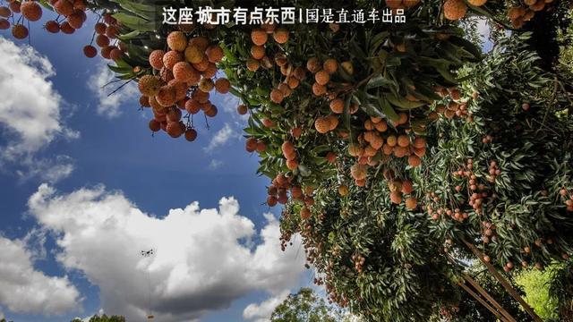 “荔枝自由”背后，是一个“千年难题”的解决丨这座城市有点东西_“荔枝自由”背后，是一个“千年难题”的解决丨这座城市有点东西_