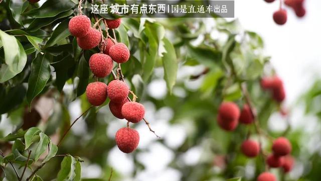 “荔枝自由”背后，是一个“千年难题”的解决丨这座城市有点东西__“荔枝自由”背后，是一个“千年难题”的解决丨这座城市有点东西