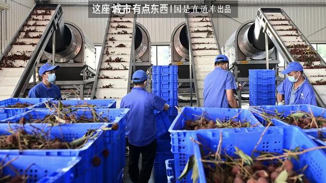 “荔枝自由”背后，是一个“千年难题”的解决丨这座城市有点东西__“荔枝自由”背后，是一个“千年难题”的解决丨这座城市有点东西