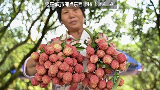 _“荔枝自由”背后，是一个“千年难题”的解决丨这座城市有点东西_“荔枝自由”背后，是一个“千年难题”的解决丨这座城市有点东西