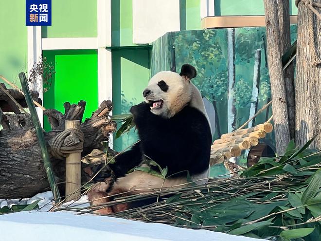 雪岛もも__2017年武清绿博园开园