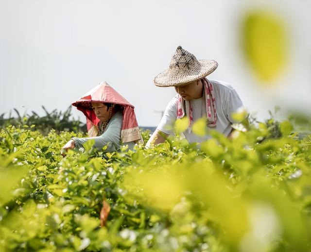 福建小伙从国企离职,卖爆家乡特产,年销500万_福建小伙从国企离职,卖爆家乡特产,年销500万_