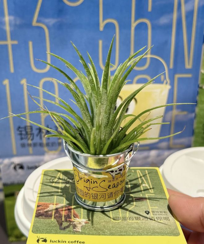 咖啡加牛肉__咖啡牛肉的做法大全