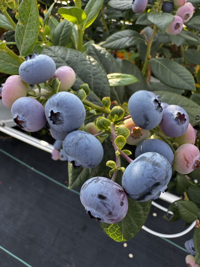 一款9分甜脆的超大新品蓝莓，为何只能在京东七鲜能买到？__一款9分甜脆的超大新品蓝莓，为何只能在京东七鲜能买到？