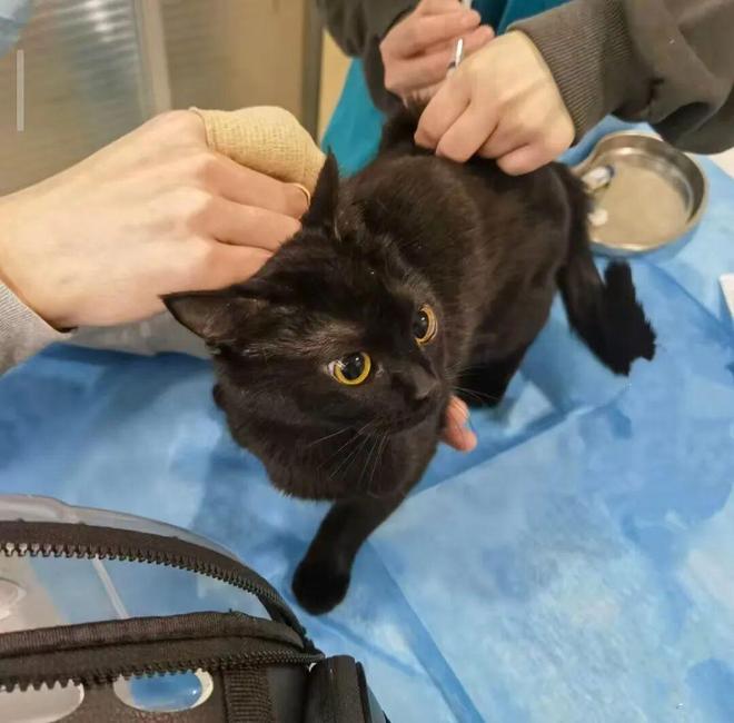 宠物医疗视频__宠物医疗巨头