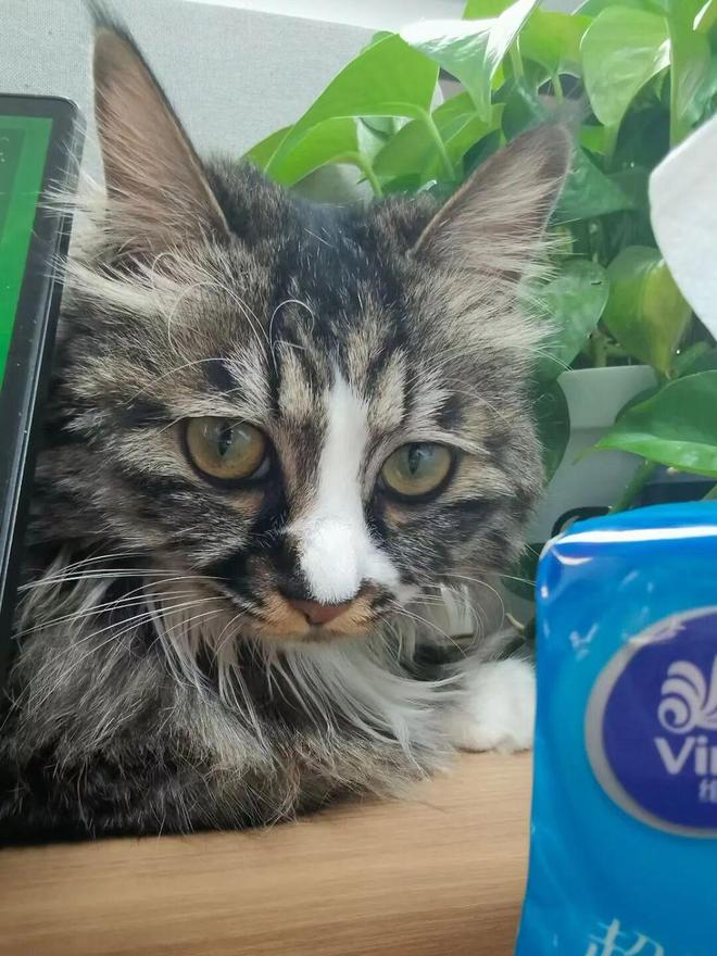 宠物医疗视频__宠物医疗巨头