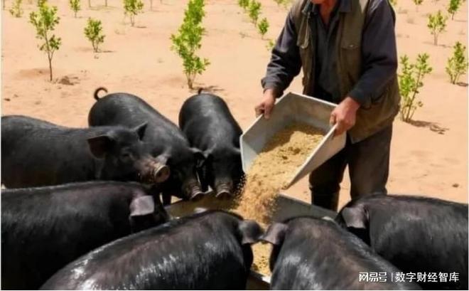 美媒：中国不可怕，可怕的是中国仅用10万头猪，解决了治沙难题